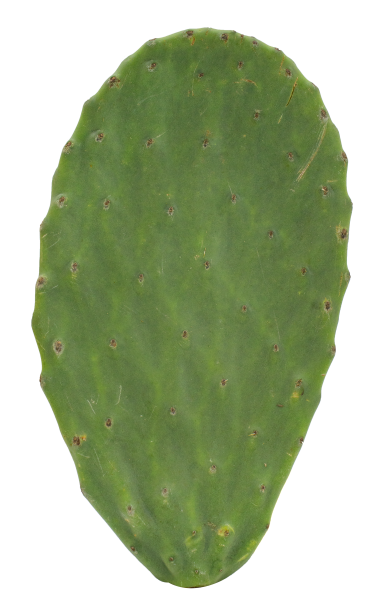 Nopal A Granel