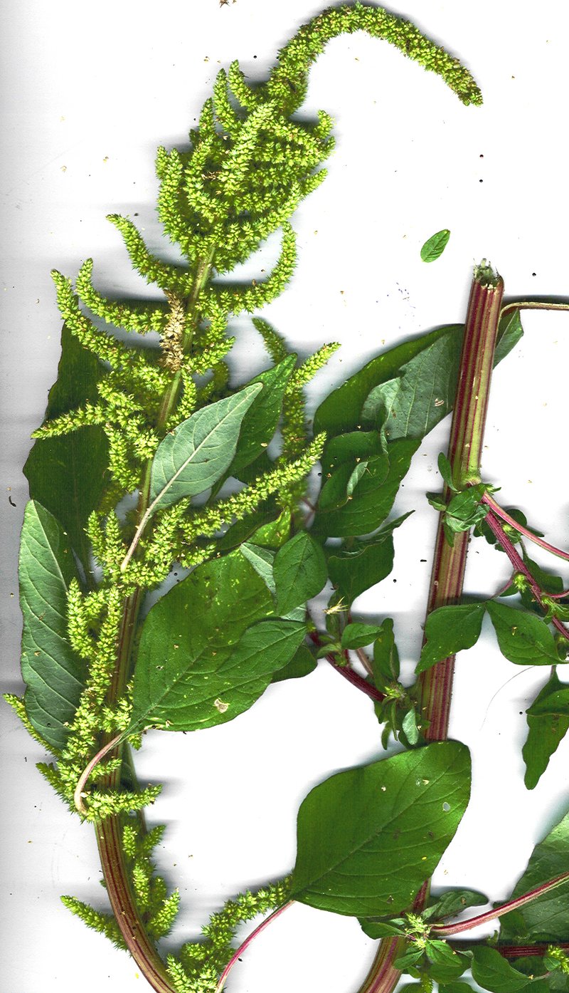 Brède-amarante (Amaranthus dubius)