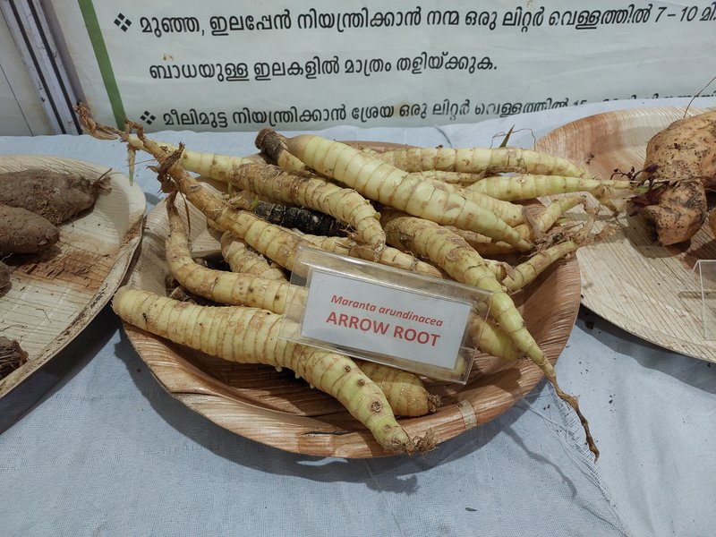 Arrow-root (dictame) (Maranta arundinacea)