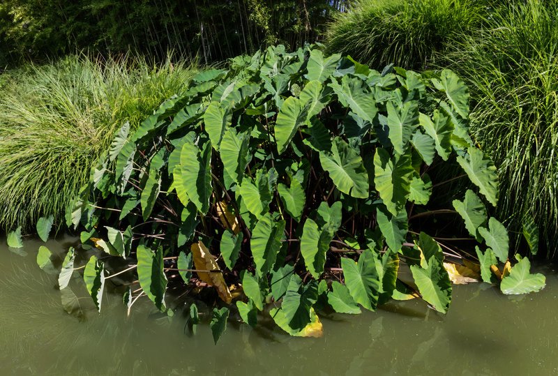 Dachine (madère) (Colocasia esculenta)