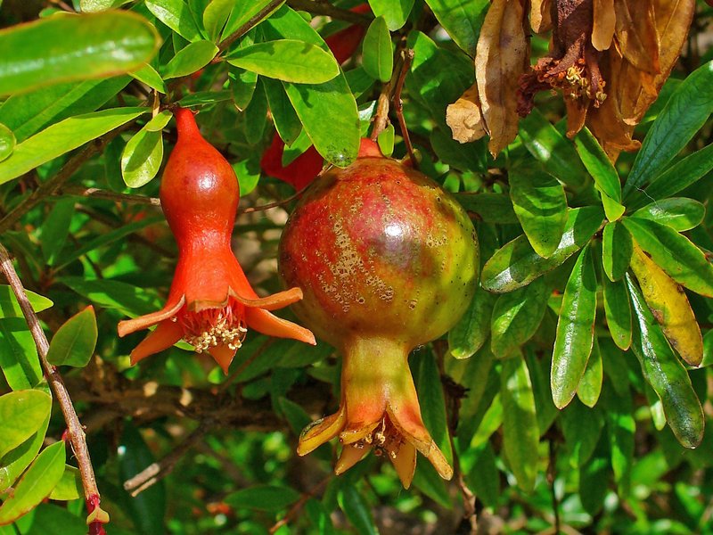 Grenade (Punica granatum)