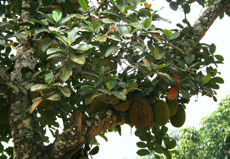 Jacque (Artocarpus heterophyllus)