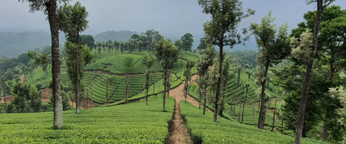 Nilgiris