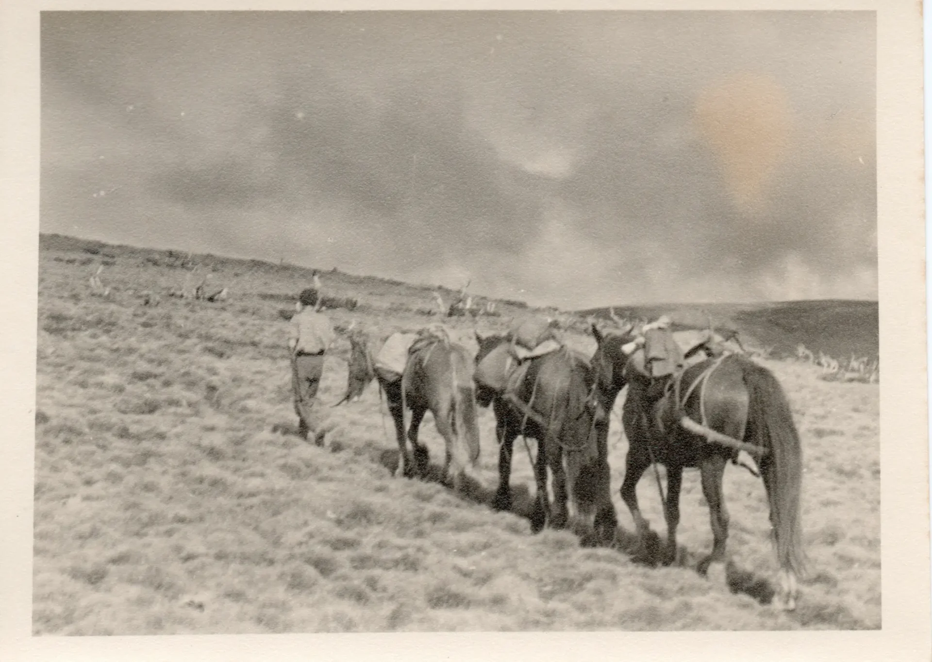 Brien with horses