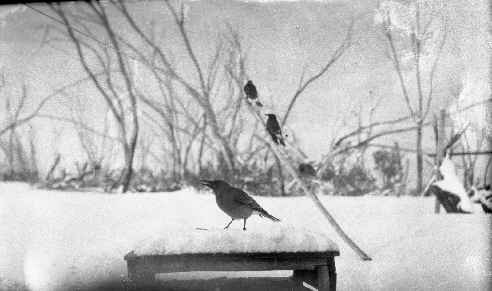 Birds 1