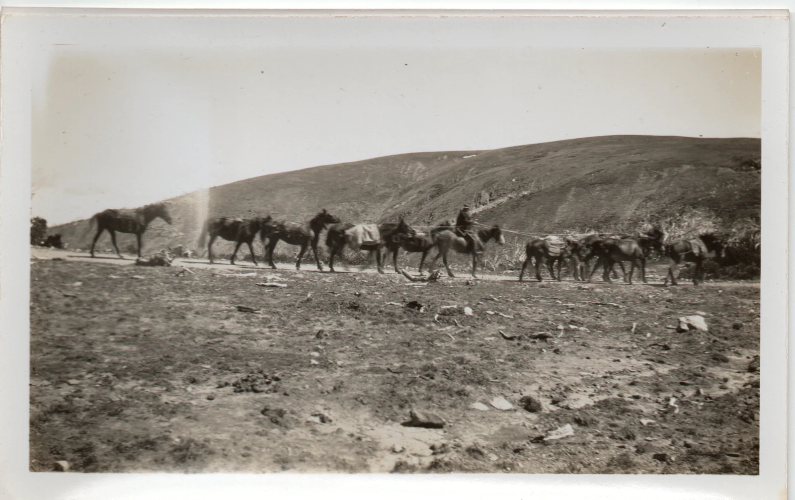 Ore-laden horses 4