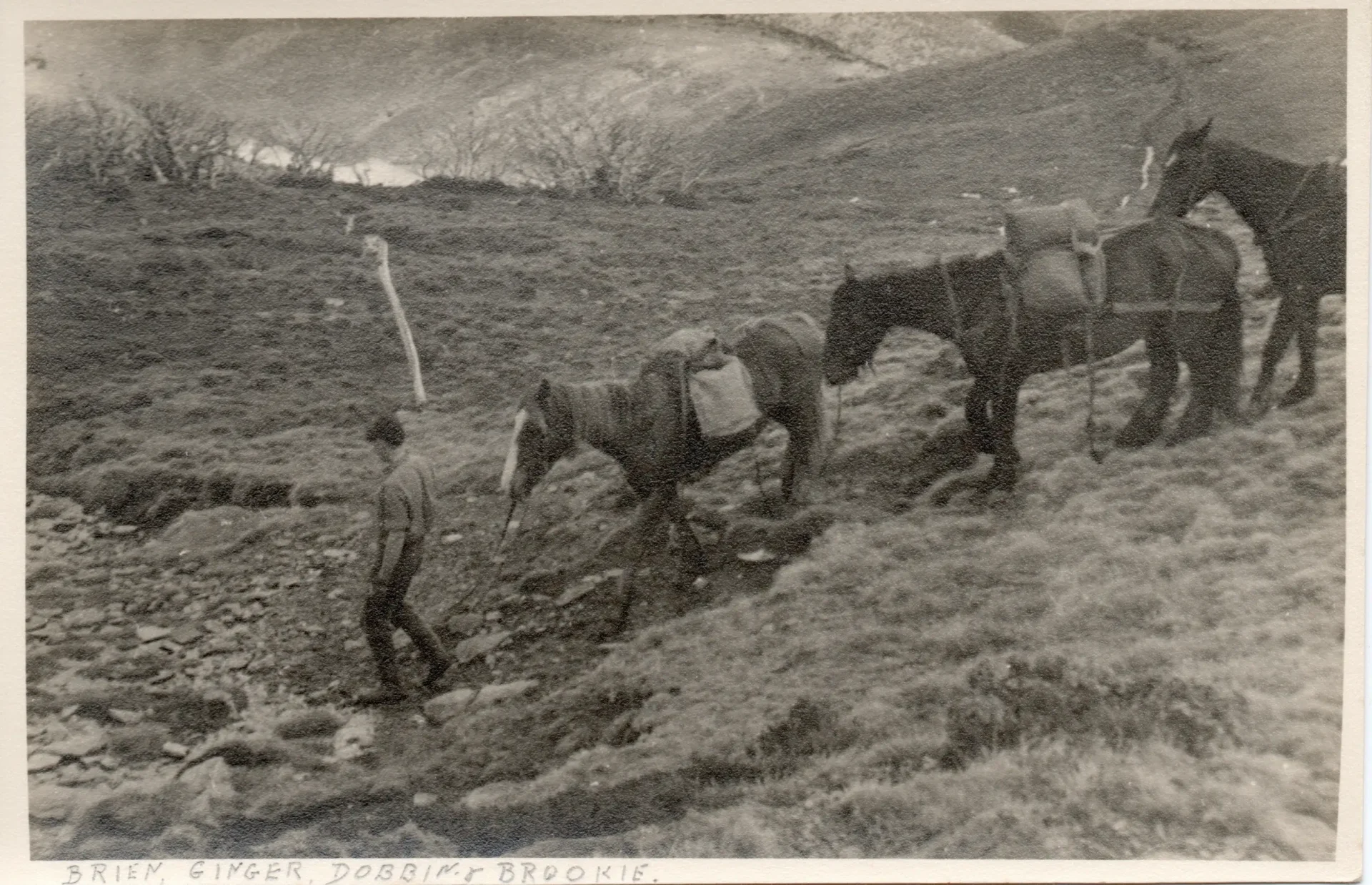 Brien, Ginger, Dobbin and Brookie