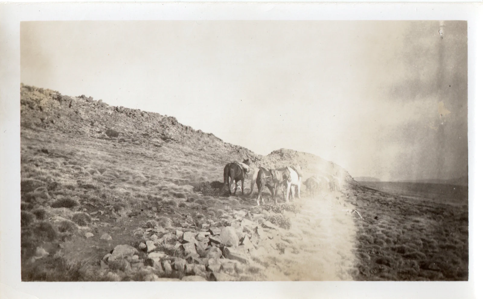 Ore-laden horses 3