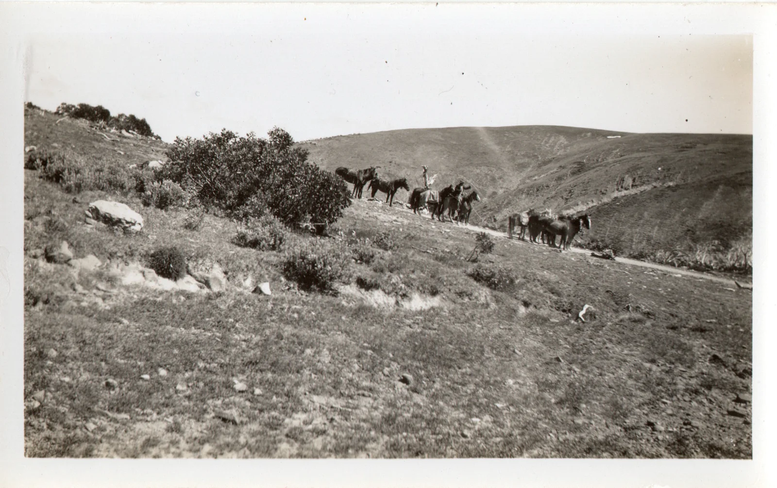 Ore-laden horses 2