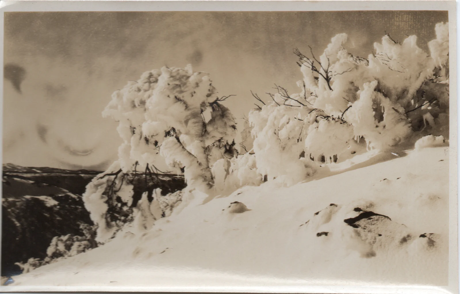 Snow-covered trees