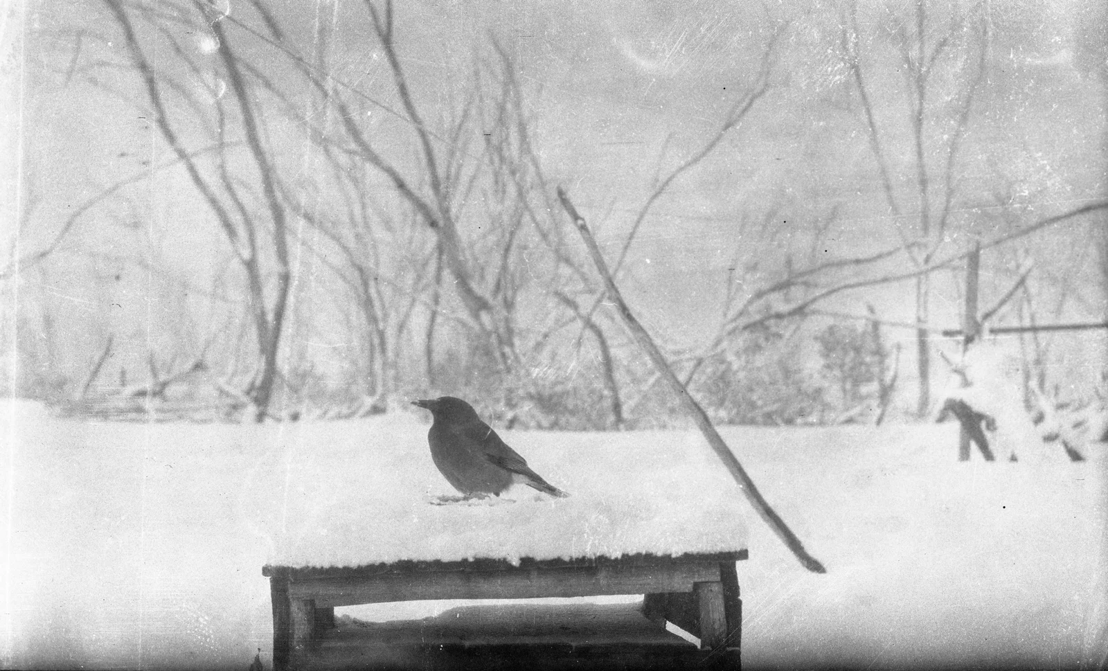 Bird 2