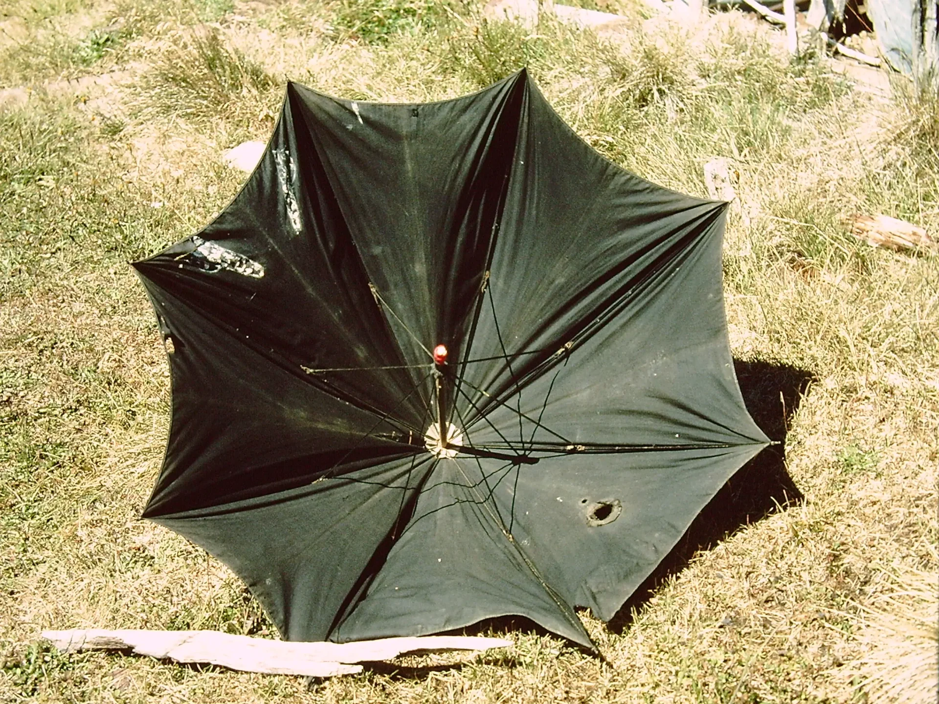 Umbrella