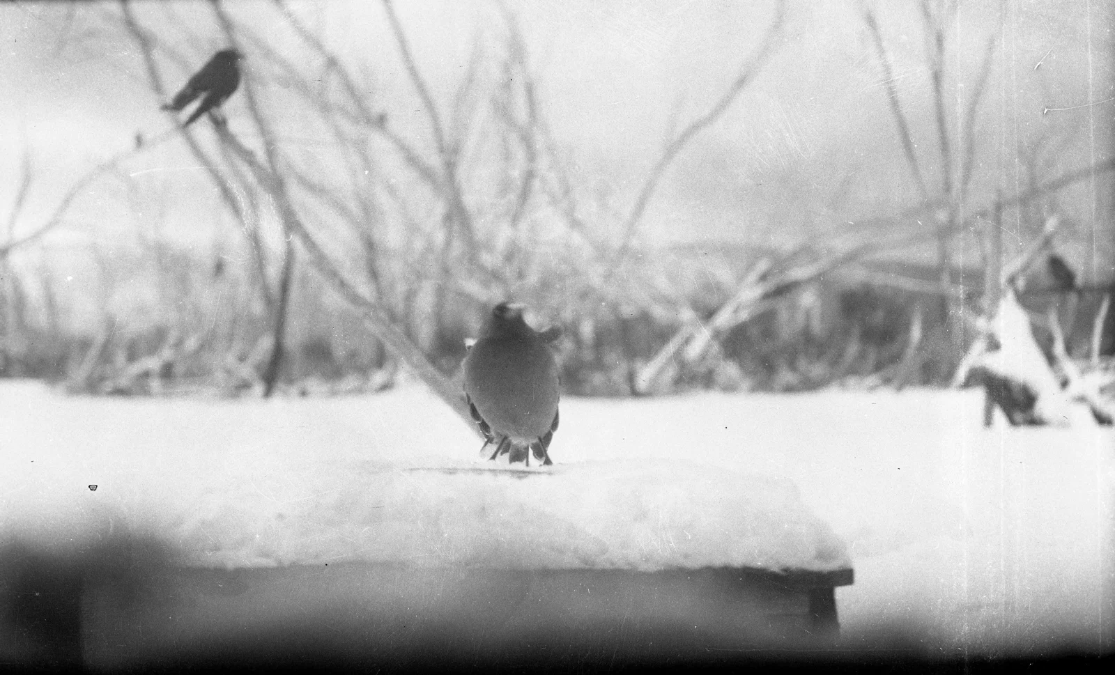 Birds 2