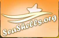 SeaShells.org - Your best guide to SeaShells