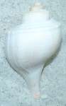 channel whelk seashell