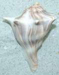 Knobby whelk seashell