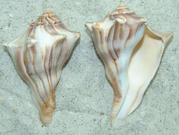 Knobby Whelk seashell