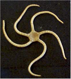 Brittle Star