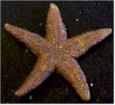 Brown Star- This starfish various in color from brownish to tan