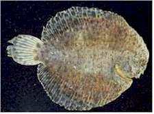 Flounder