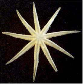 Nine Armed or Millipede starfish