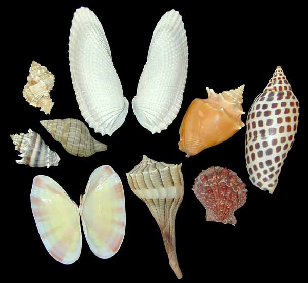 Mixed Seashells