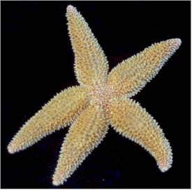 Common N. Atlantic Starfish