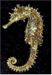 Seahorse