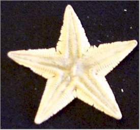 Spiny Beaded Star