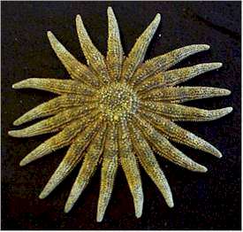 Sunflower Star