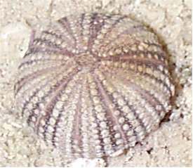 Sea Urchin test after being preserved