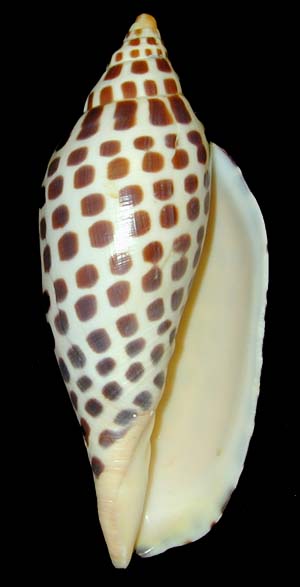 Junonia