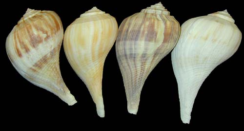 Pear Whelk