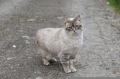 cat 6103533 960 720