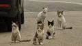 foto van zwerfkatten