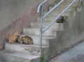 zwerfkatten
