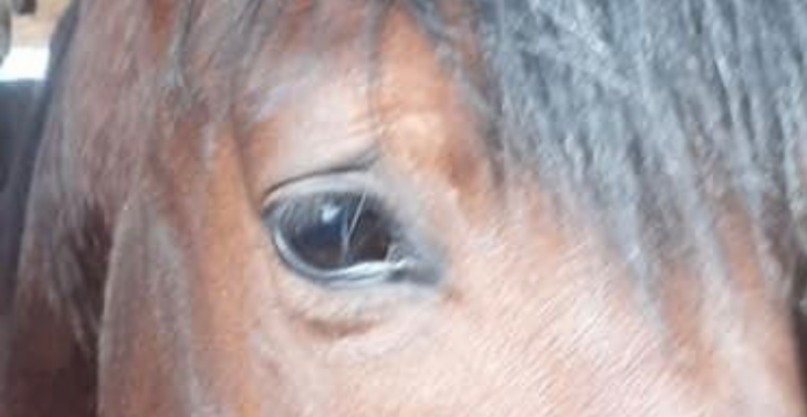 Paard in nood