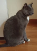 ilma de kat