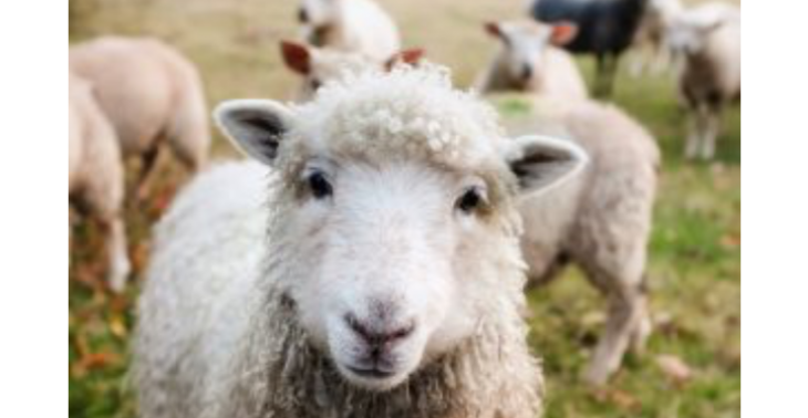 Help me met het opstarten van een zorgboerderij