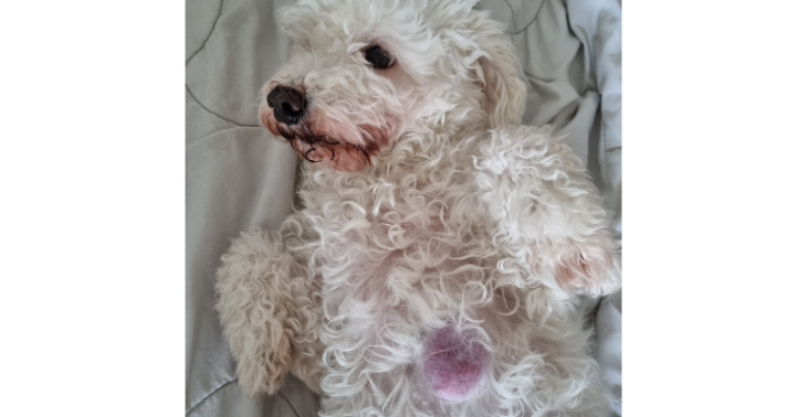 Steun de operatie voor Daisy