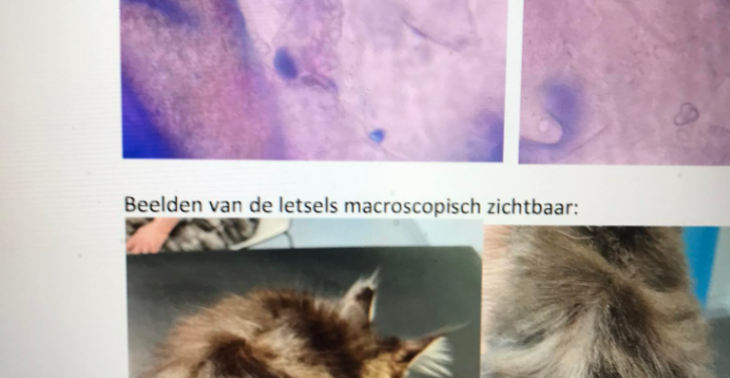 Dierenleed, dierenmishandeling