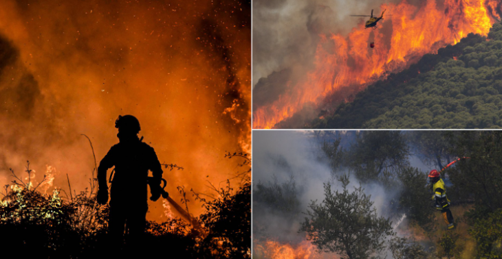 Help de honden te evacueren uit Spanje en Portugal