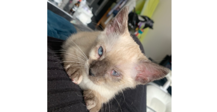 zwerfkitten van bijna 2maand in nood