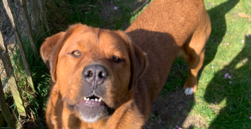 Help onze Pip weer aan de wandel