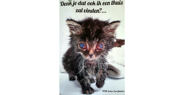 Hulp voor gedumpte zwerfkatjes en kittens