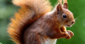 Dieren