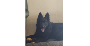 Onze hond moet worden geholpen