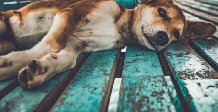 Help een zwerfhond,zij hebben ook liefde en verzorging nodig