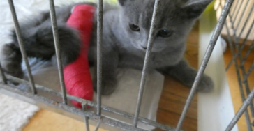 Kitten Ramses heeft uw steun nodig