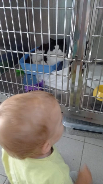 figaro bij dierenarts.